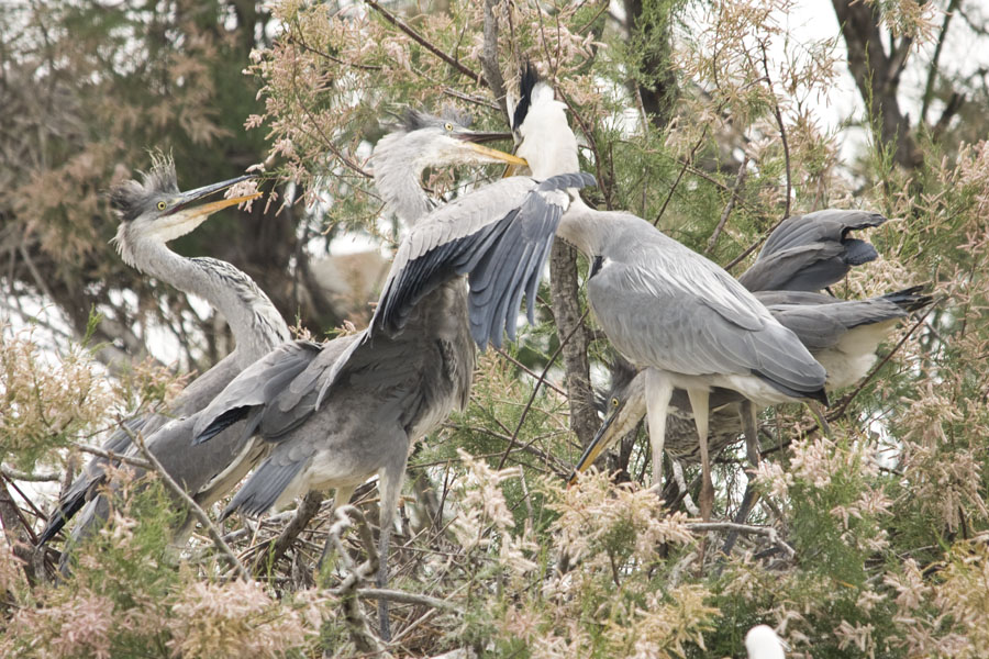 09 05 21 pont de gau héron cendré45
